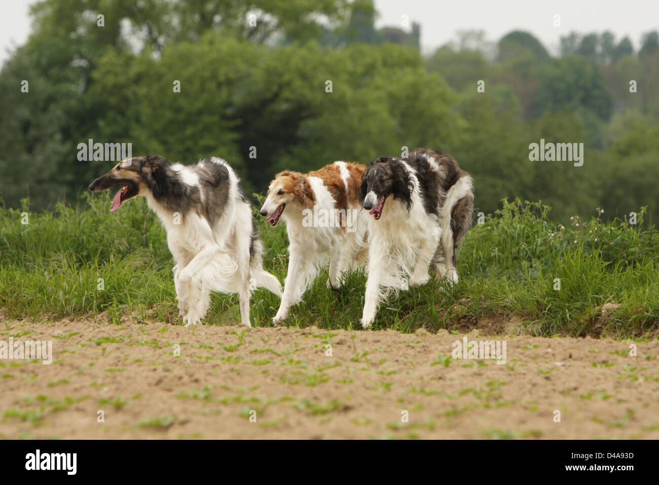 The Fall 2012 - Borzoi Club of America