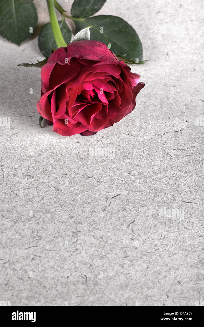 Red Rose on Old Paper.Love Letter Stock Photo
