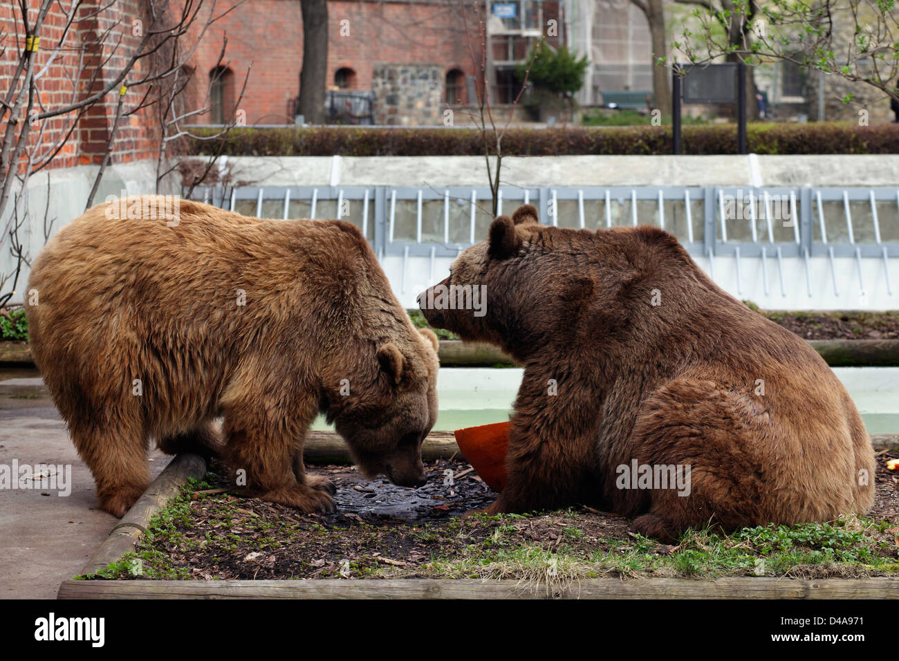 Berlin, Germany, the Brown Bears Schnute and Maxi in Baerenzwinger in Köllnischen Park Stock Photo