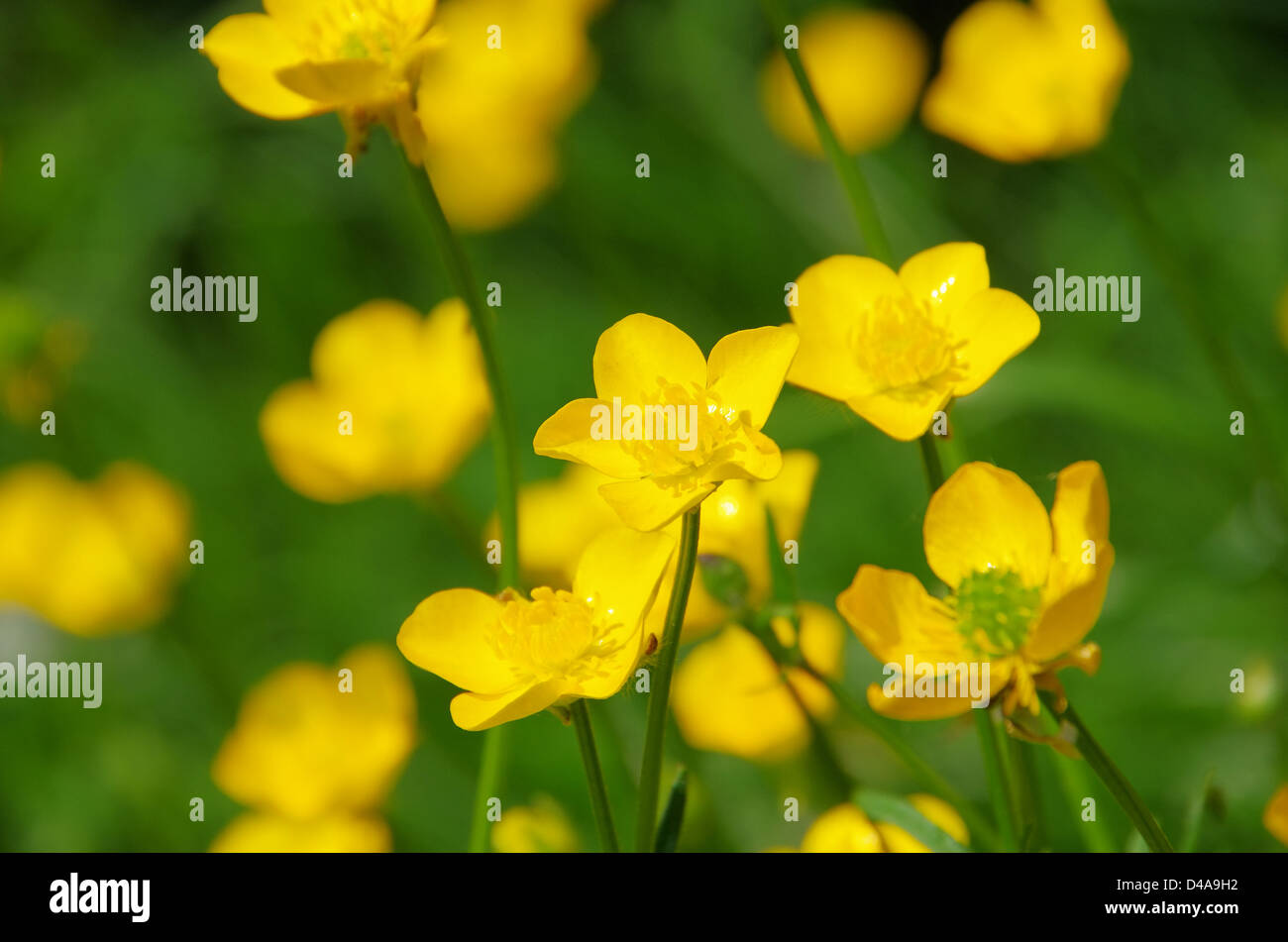 Hahnenfuss - Creeping Buttercup 01 Stock Photo