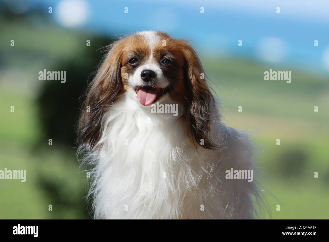 Dog Phalène / Continental Toy Spaniel Phalene Dog  adult portrait Stock Photo