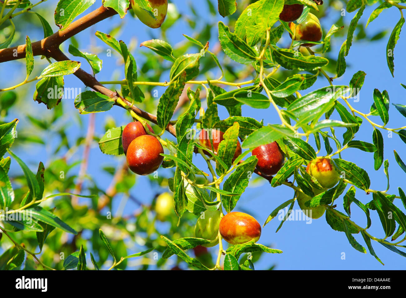Indian Jujube Stock Photos & Indian Jujube Stock Images - Alamy