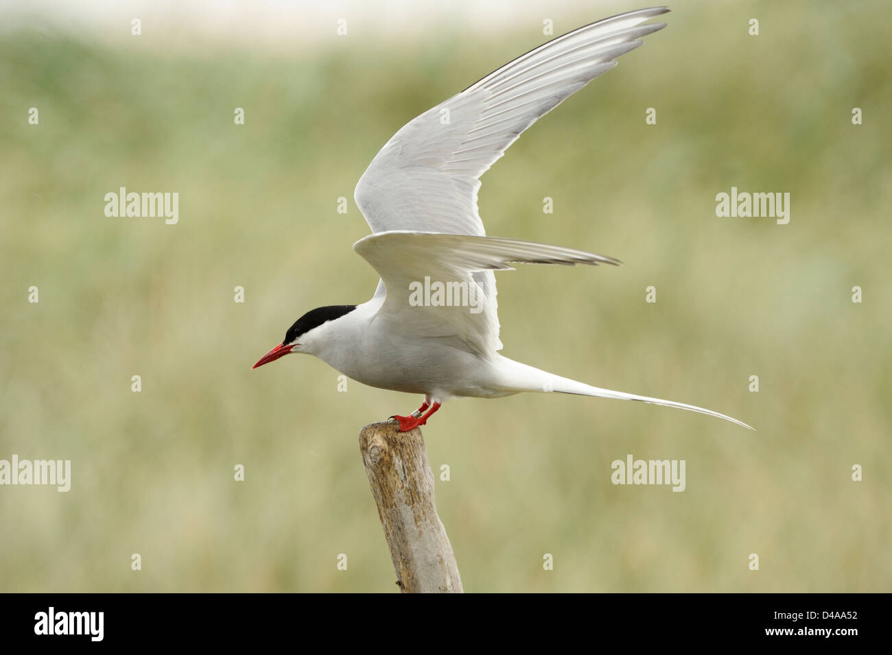 Arctic tern perching at nest site Stock Photo