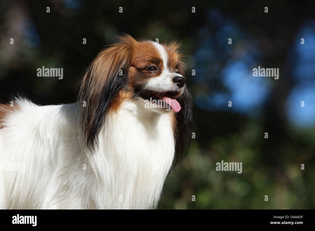 Dog Phalène / Continental Toy Spaniel Phalene Dog  adult portrait profile Stock Photo