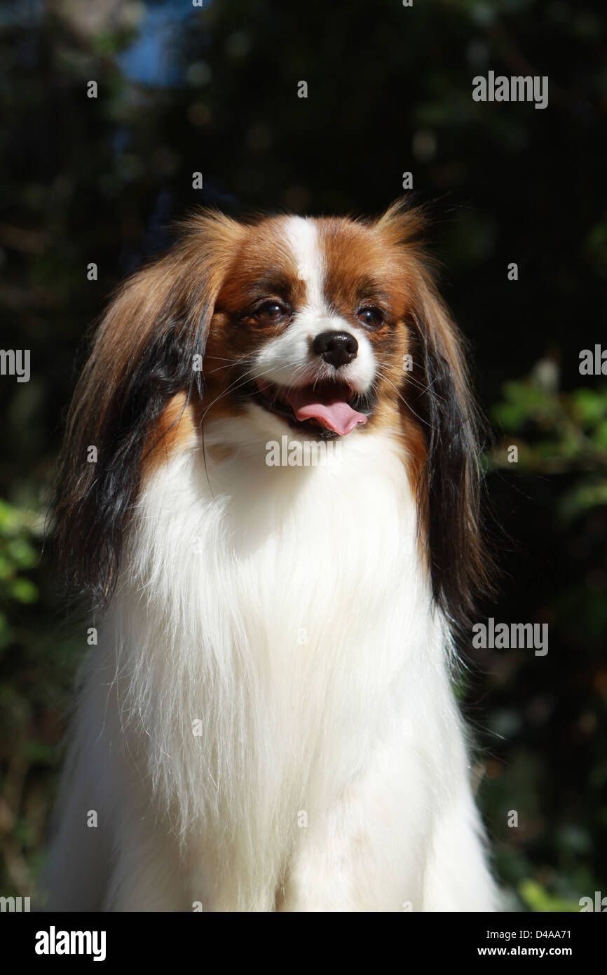 Dog Phalène / Continental Toy Spaniel Phalene Dog  adult portrait Stock Photo