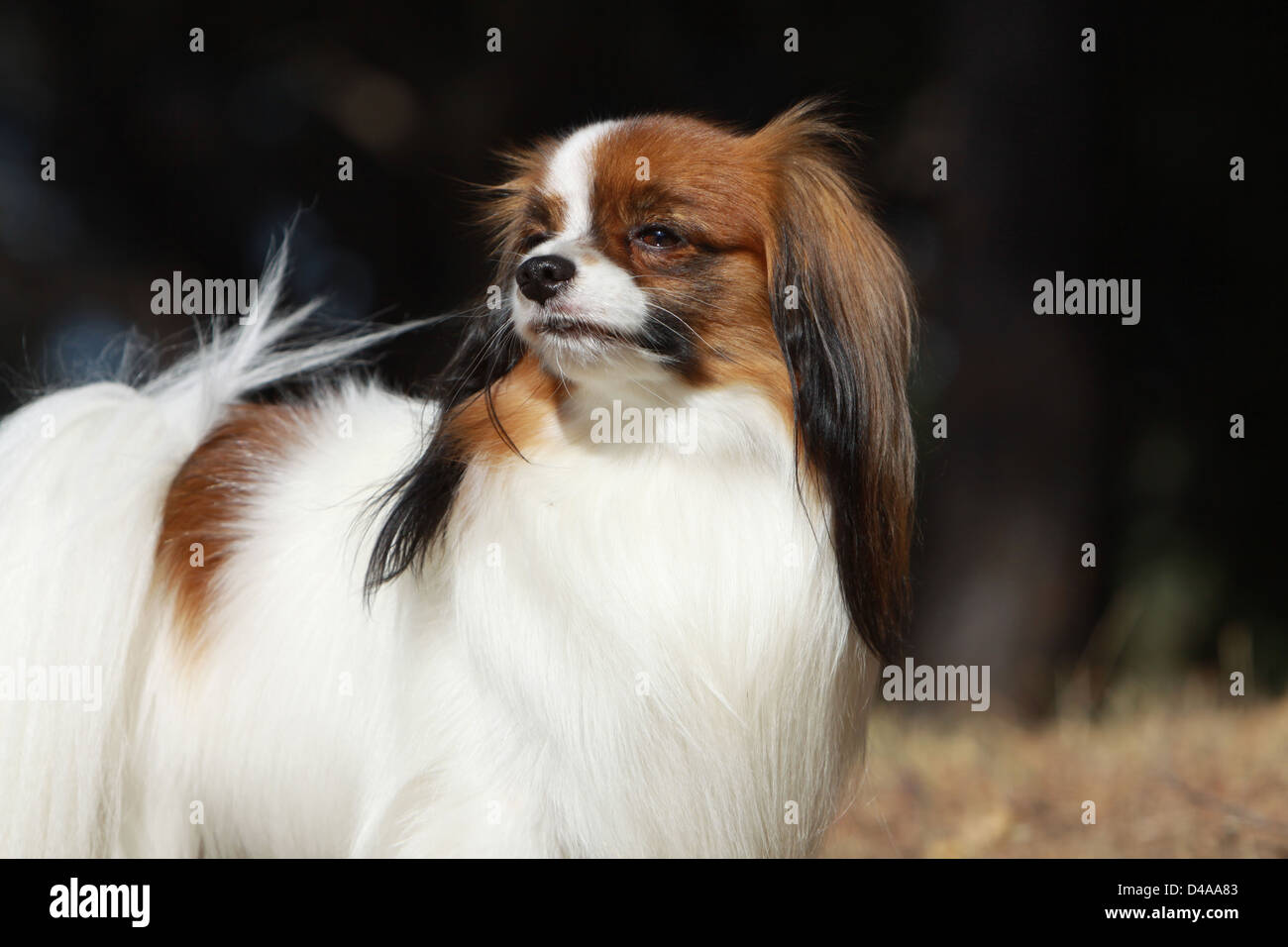 Dog Phalène / Continental Toy Spaniel Phalene Dog  adult portrait profile Stock Photo