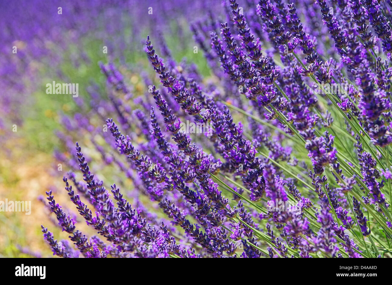 Lavendel - lavender 77 Stock Photo
