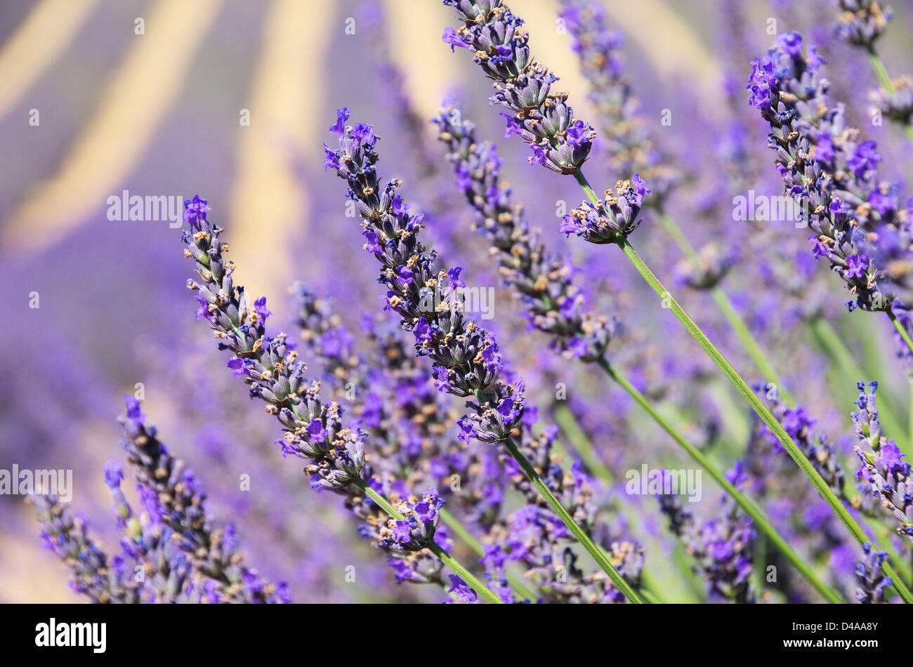 Lavendel - lavender 129 Stock Photo