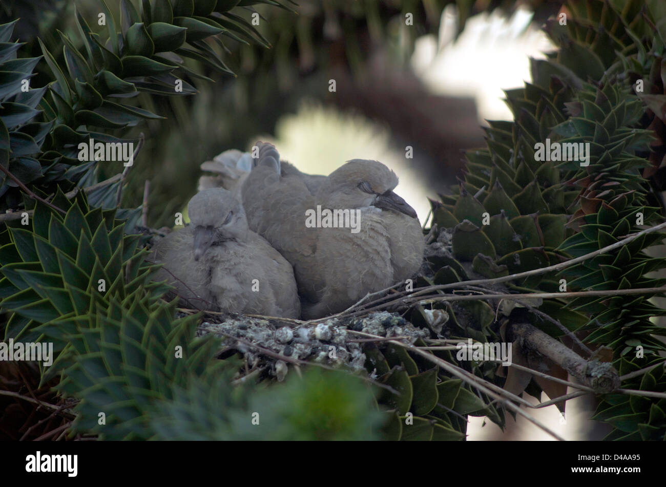 Sleeping collared dove fledglings in their spiky nest in a monkey puzzle tree (Araucaria
