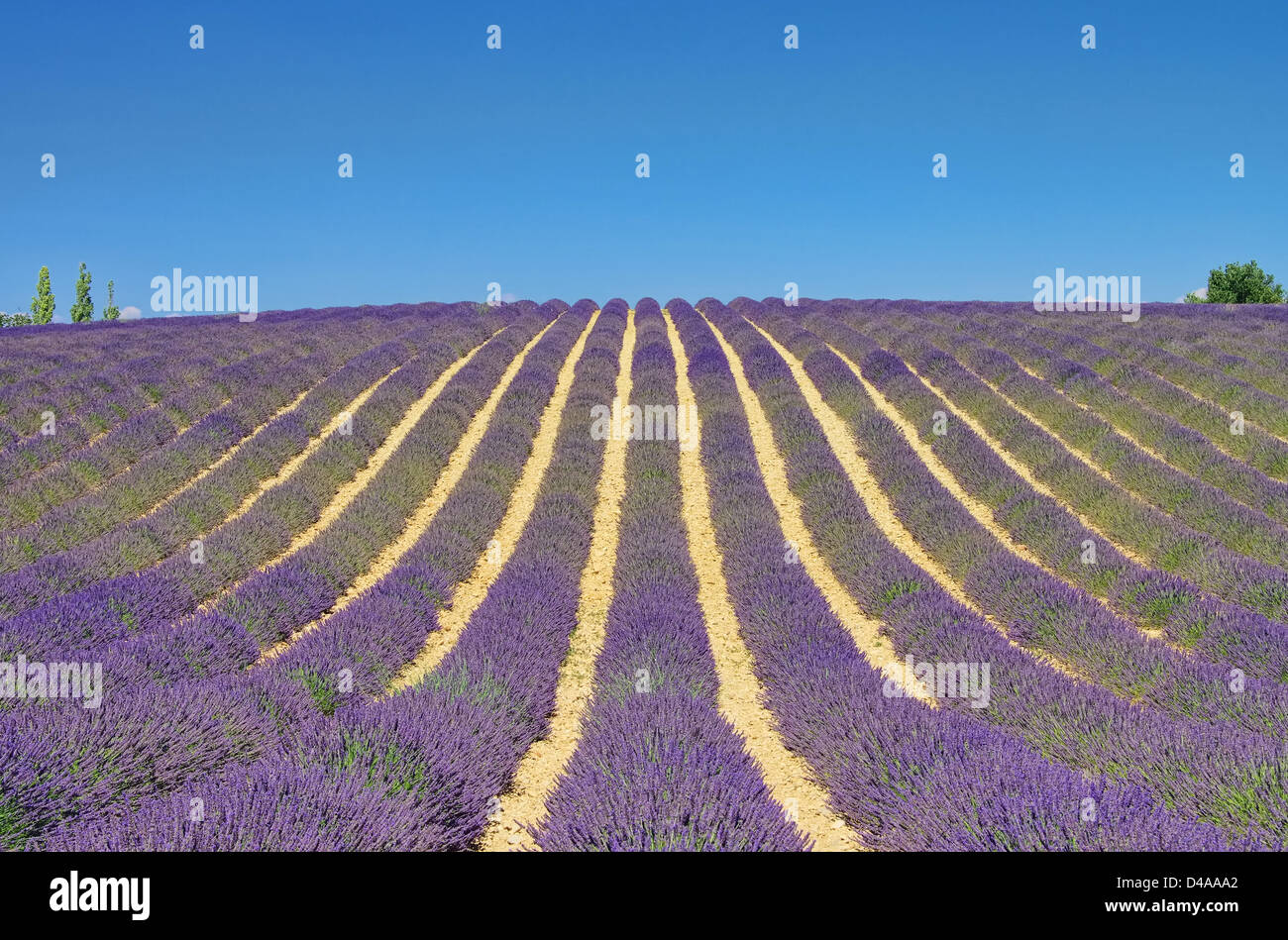Lavendelfeld - lavender field 11 Stock Photo