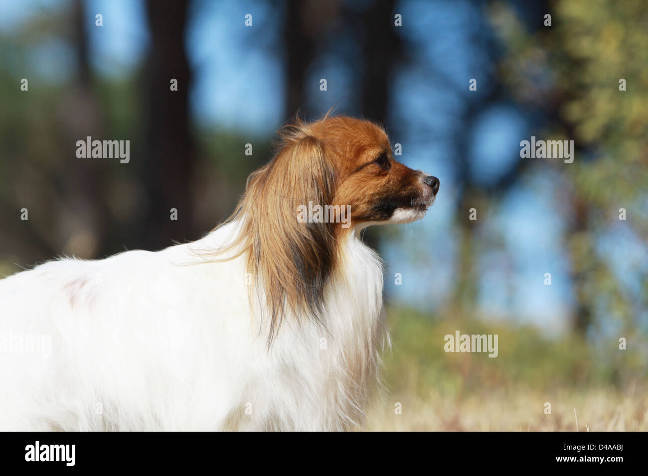 Dog Phalène / Continental Toy Spaniel Phalene Dog  adult portrait profile Stock Photo
