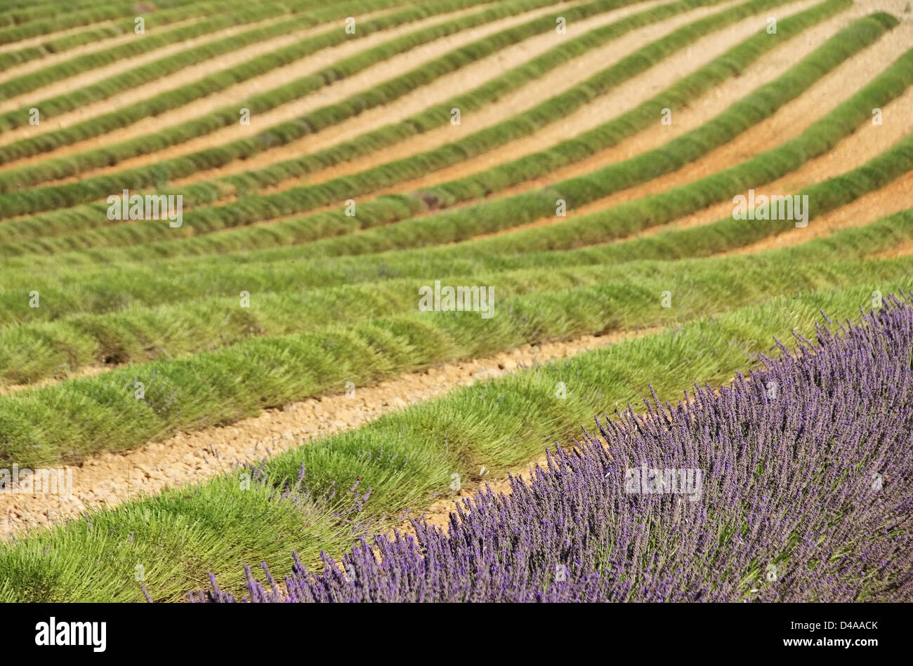 Lavendelfeld Ernte - lavender field harvest 18 Stock Photo