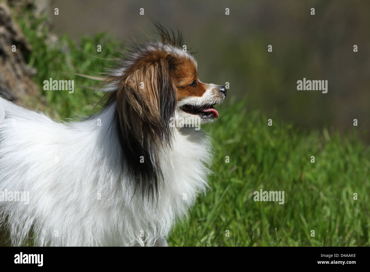 Dog Phalène / Continental Toy Spaniel Phalene Dog  adult portrait profile Stock Photo