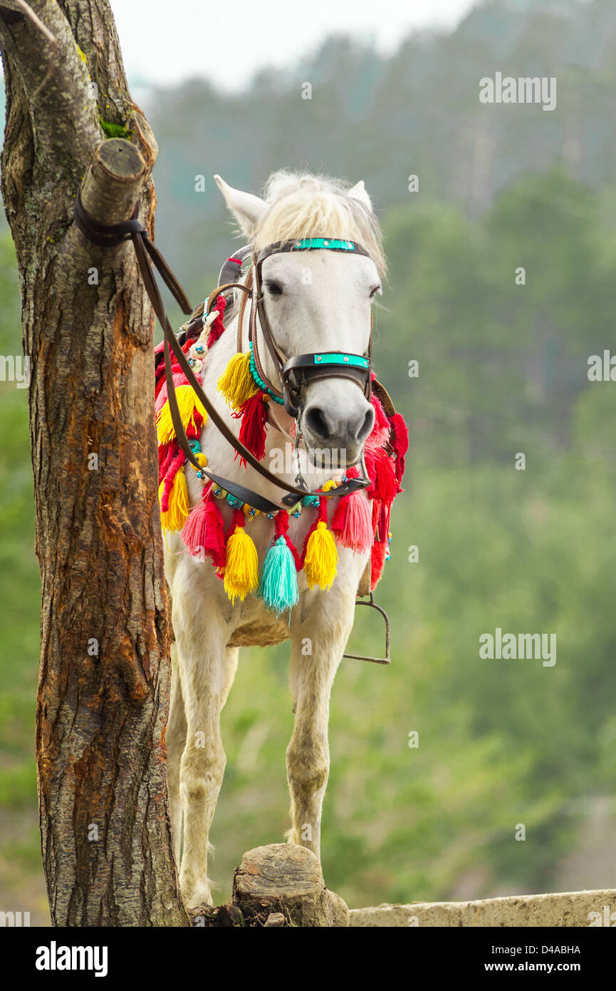 Colorful decorated horse tethered to tree Stock Photo
