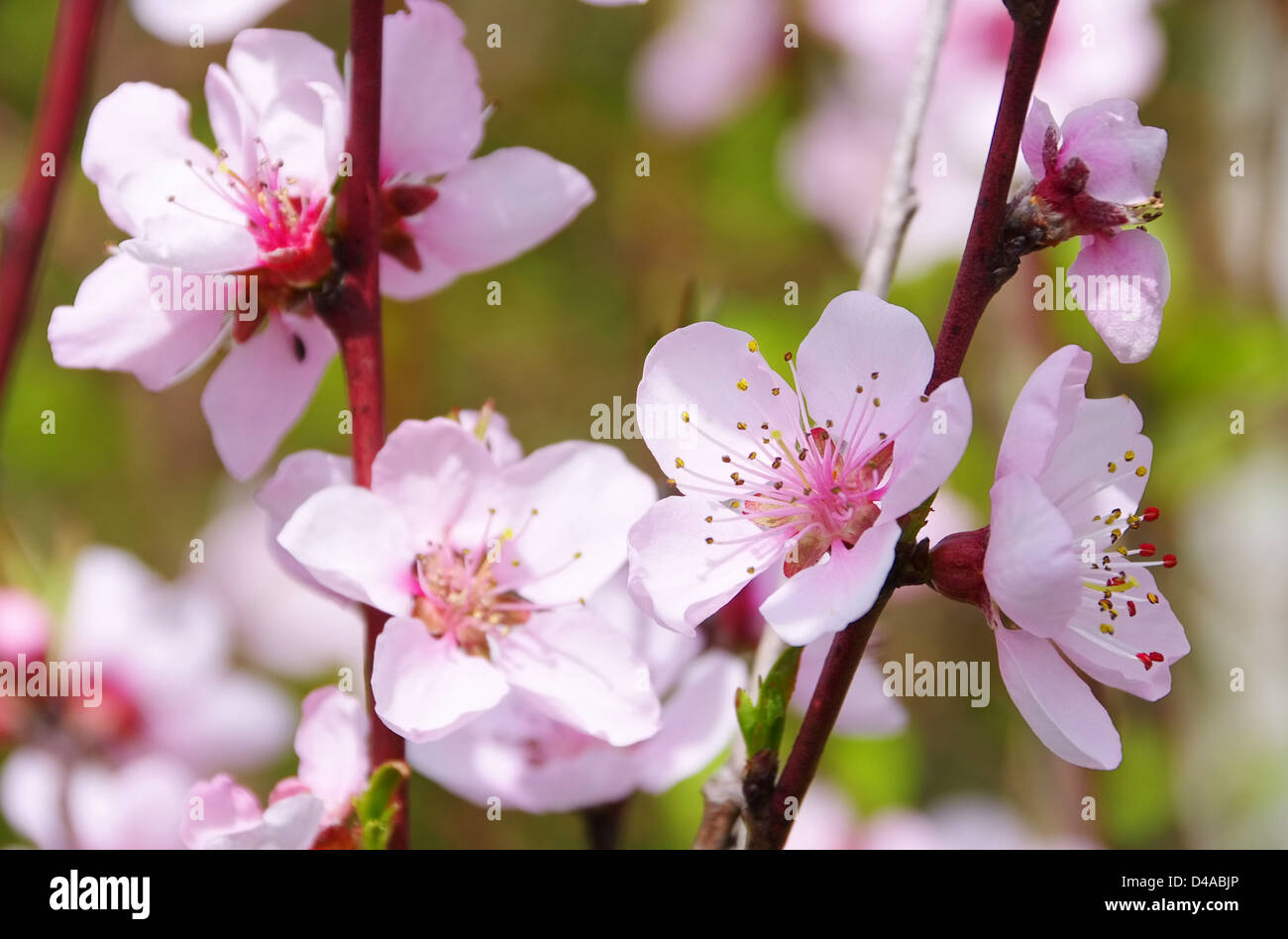 Pfirsichbluete - flower from peach tree 03 Stock Photo