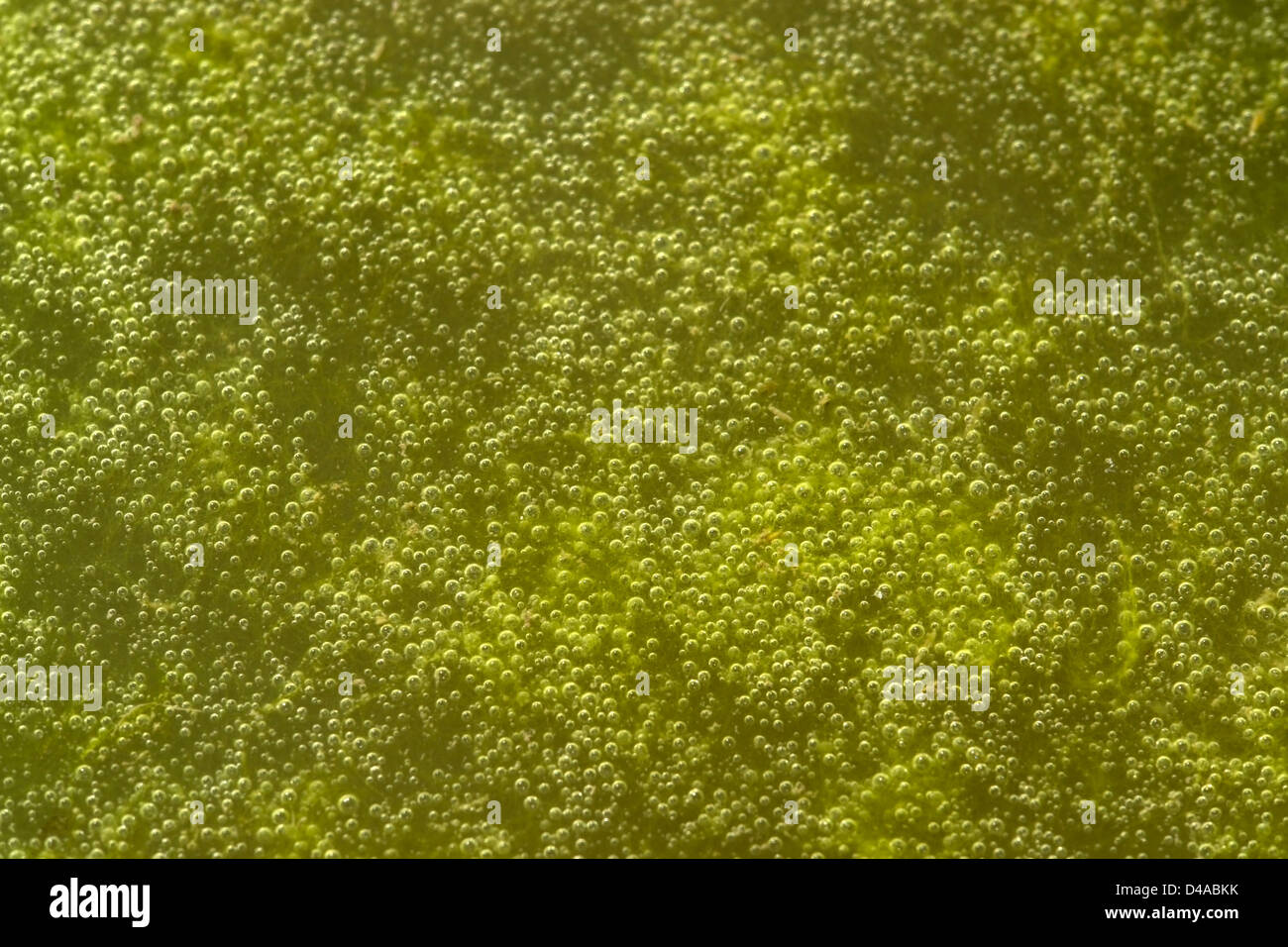 full frame abstract organic slimy substance with algae and bubbles Stock Photo