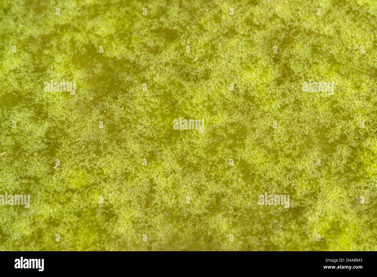 full frame abstract organic slimy substance with algae and bubbles Stock Photo