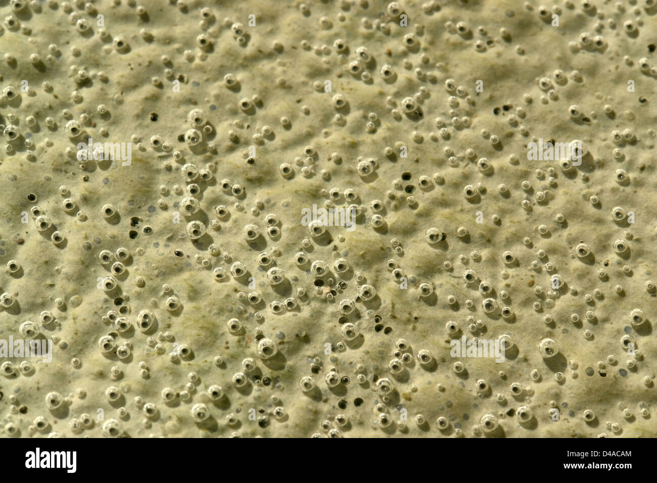 abstract detail of a strange organic substance with lots of small ...