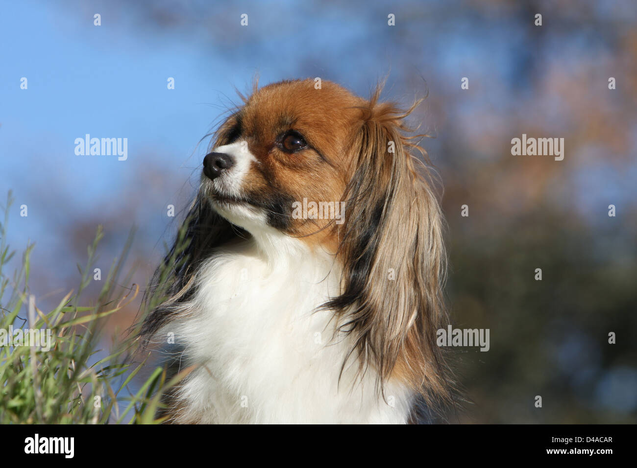 Dog Phalène / Continental Toy Spaniel Phalene Dog  adult portrait profile Stock Photo