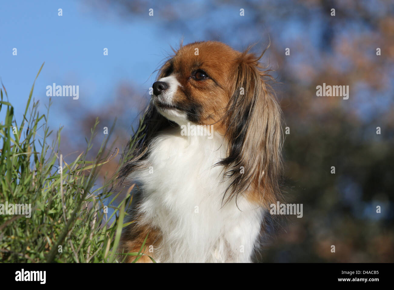 Dog Phalène / Continental Toy Spaniel Phalene Dog  adult portrait profile Stock Photo