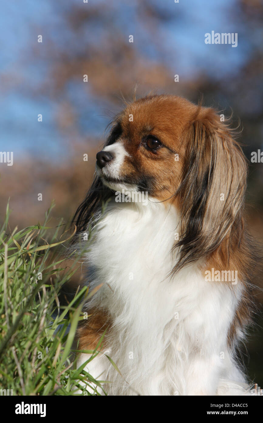 Dog Phalène / Continental Toy Spaniel Phalene Dog  adult portrait profile Stock Photo
