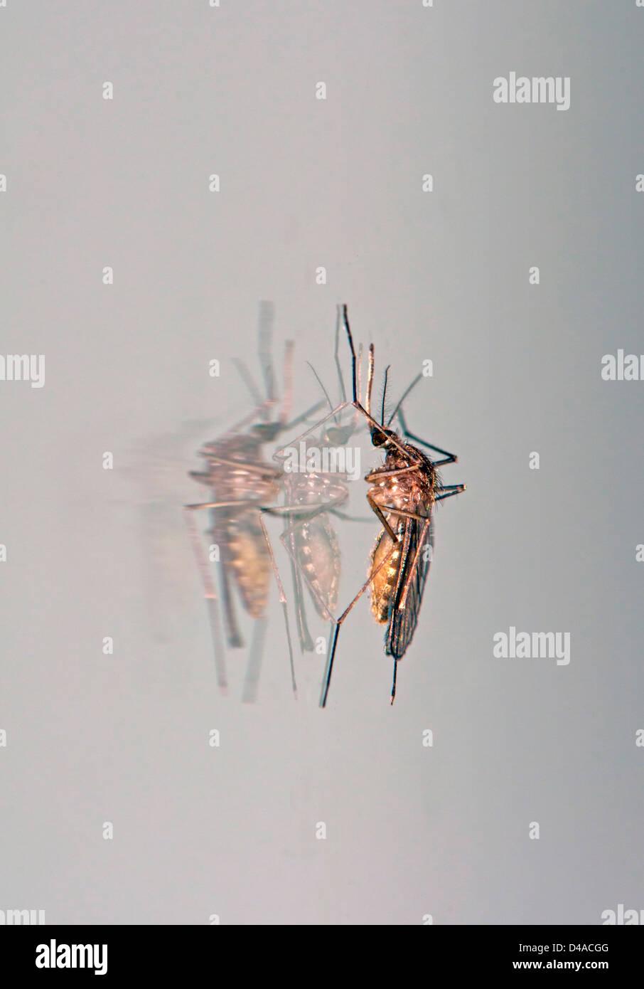 Mosquito Reflection Stock Photo