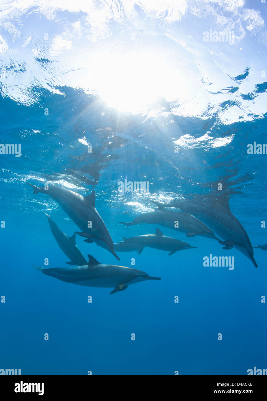 A pod of spinner dolphins swim off the coast of Maui Stock Photo Alamy