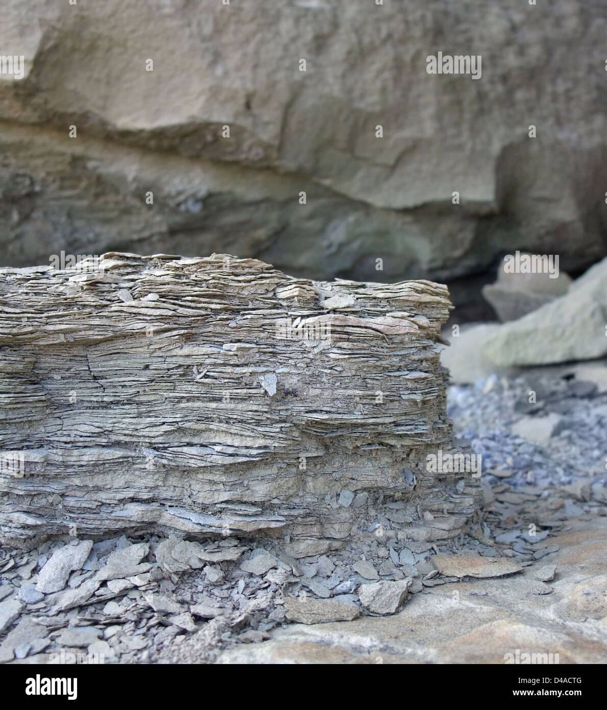 closeup of a brittle stone in stony back Stock Photo Alamy