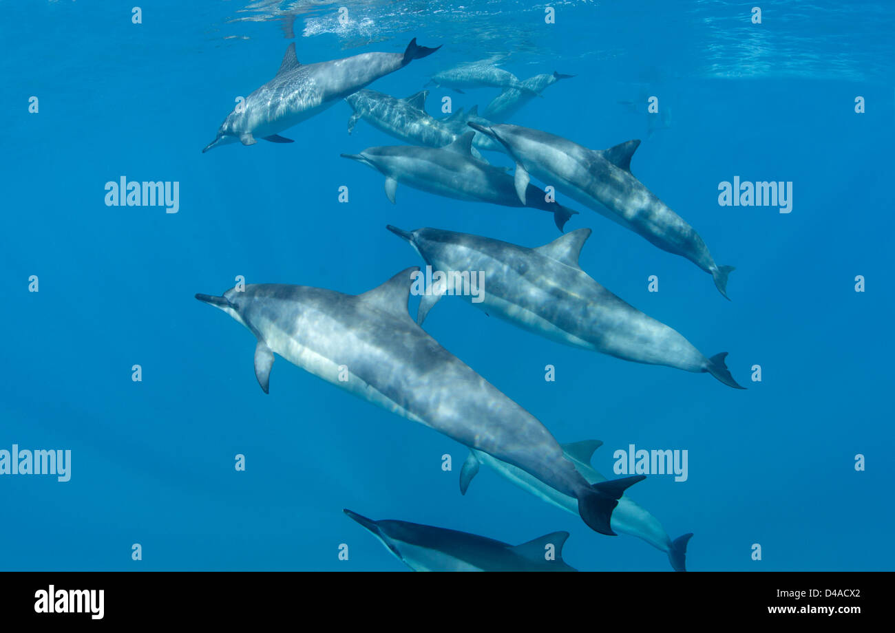 A pod of spinner dolphins swim off the coast of Maui Stock Photo Alamy