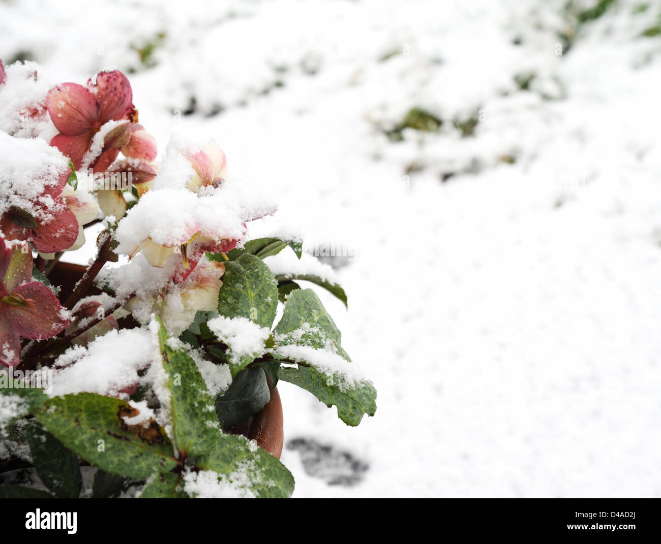 Hellebore plant laden with snow. Stock Photo