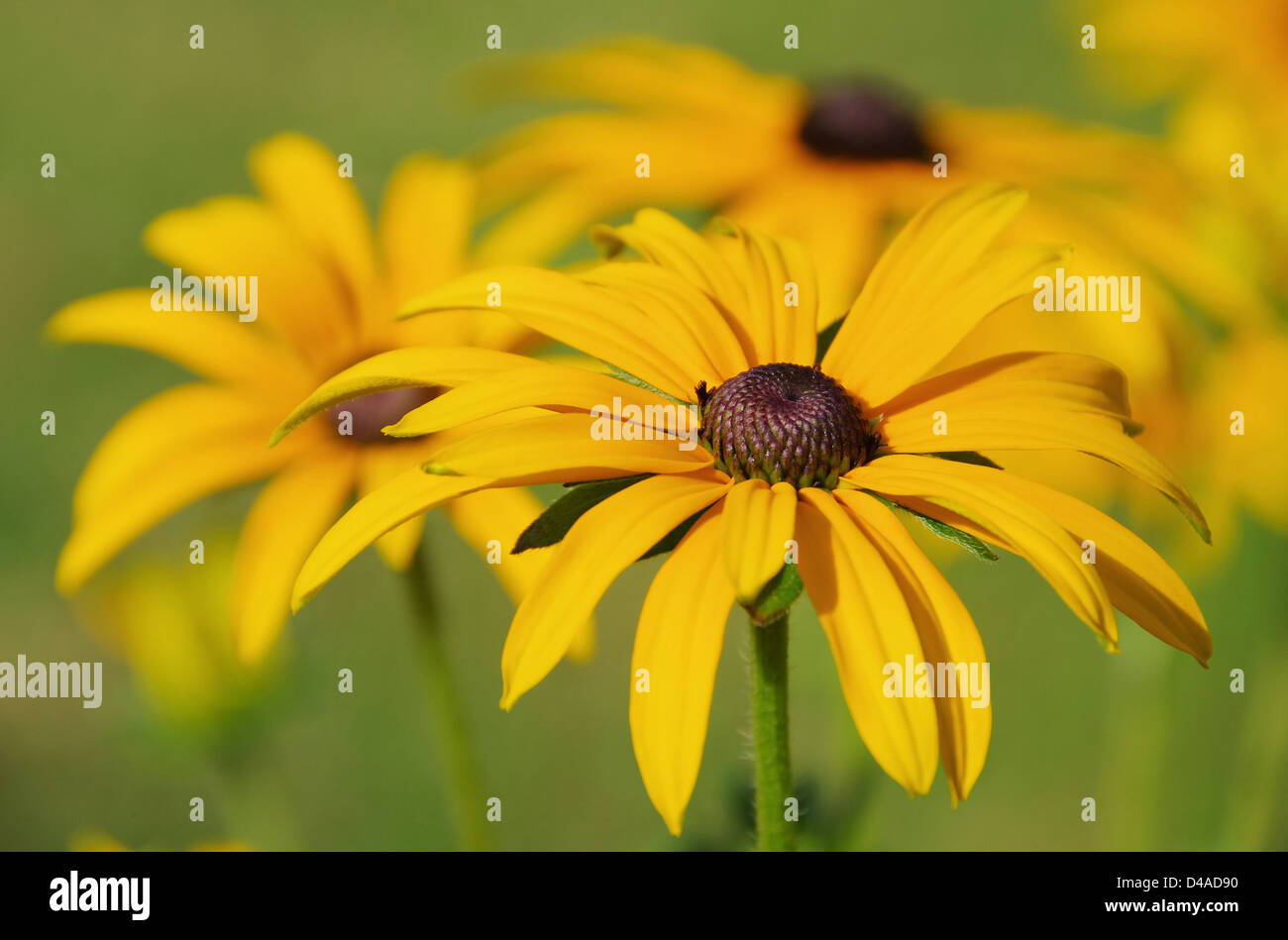 Sonnenhut - black-eyed Susan 13 Stock Photo