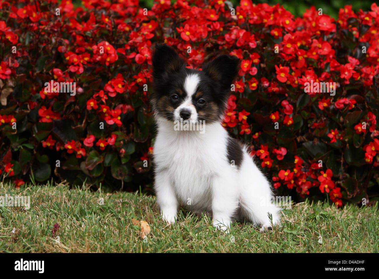 Dog Papillon / Continental Toy Spaniel Butterfly Dog  puppy sitting in a park Stock Photo