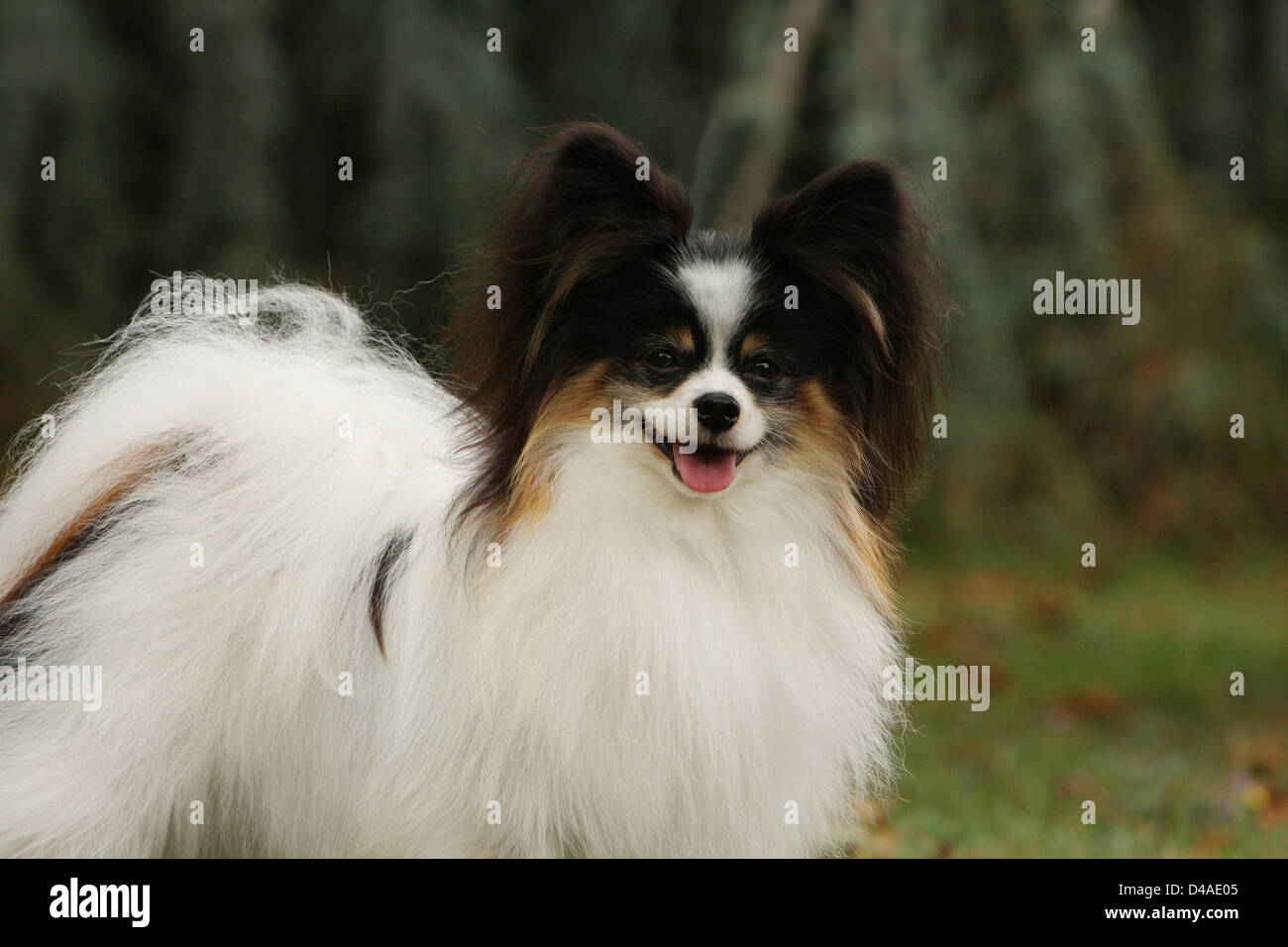 Papillon continental toy spaniel hi-res stock photography and images - Alamy