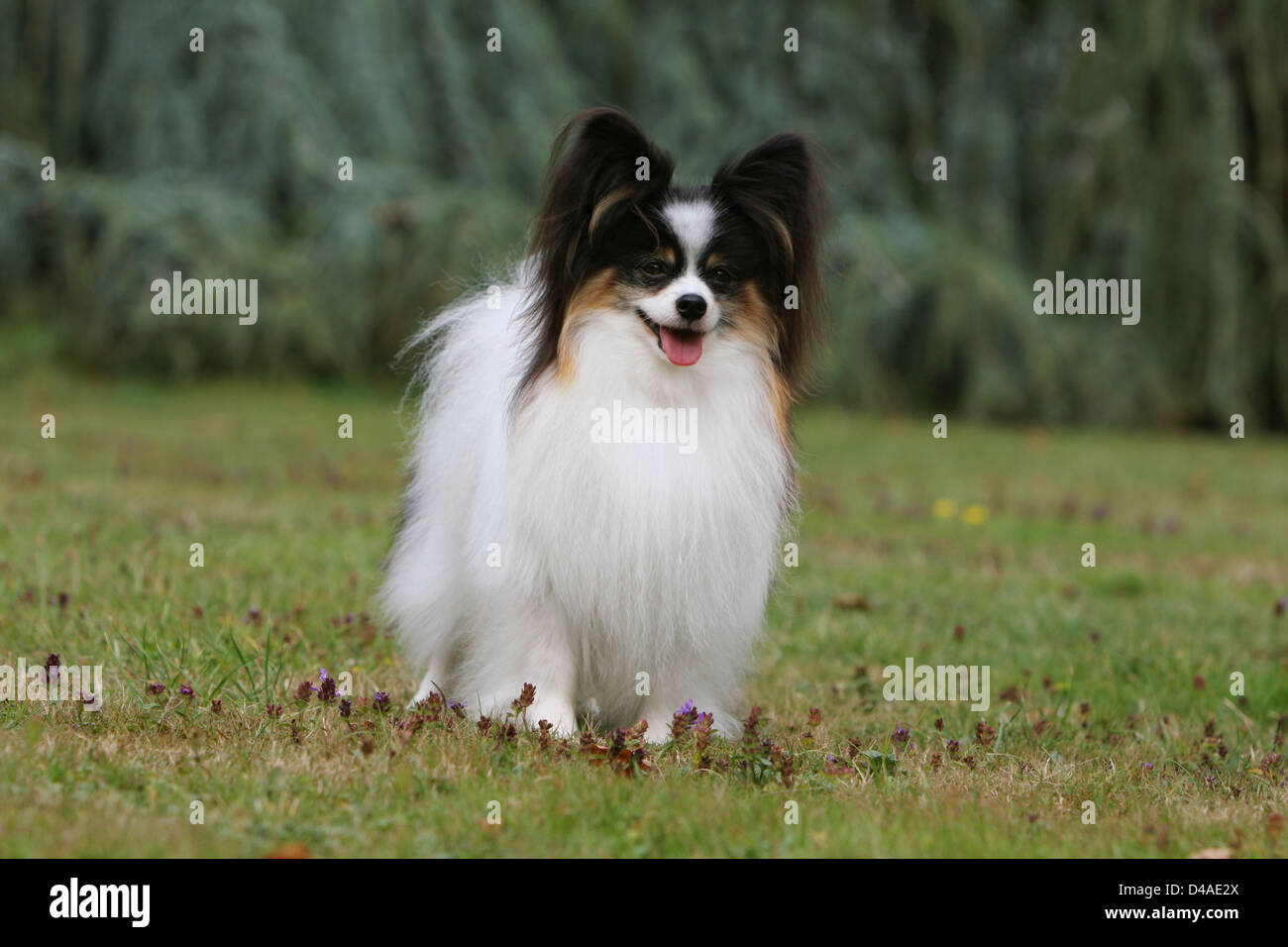 Dog Papillon / Continental Toy Spaniel Butterfly Dog  adult standing in a park Stock Photo