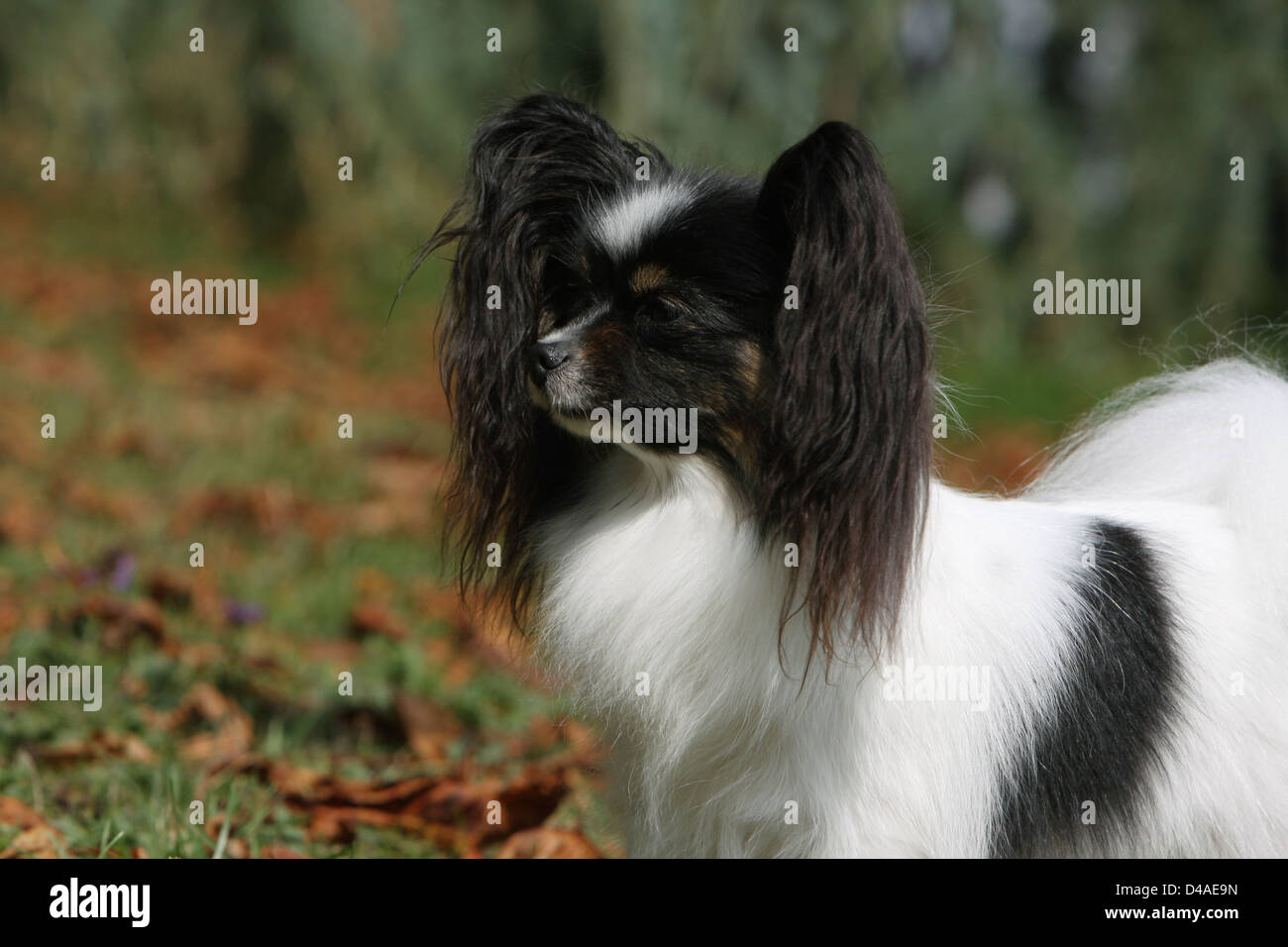Dog Papillon / Continental Toy Spaniel Butterfly Dog  adult portrait profile Stock Photo