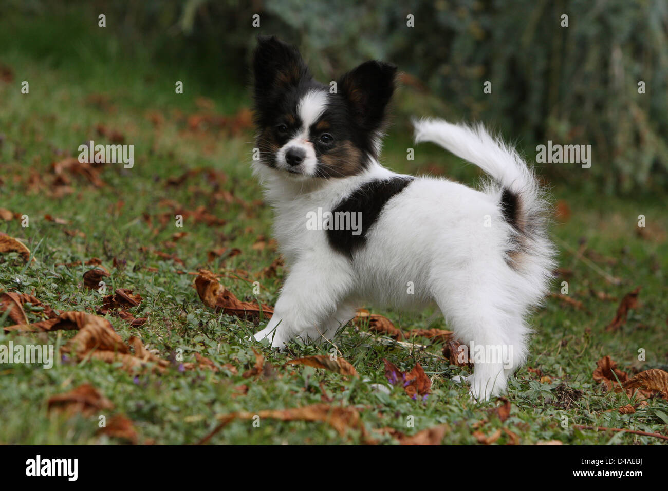 Dog Papillon Continental Toy Spaniel Butterfly Dog Puppy Standing In A Park Stock Photo Alamy