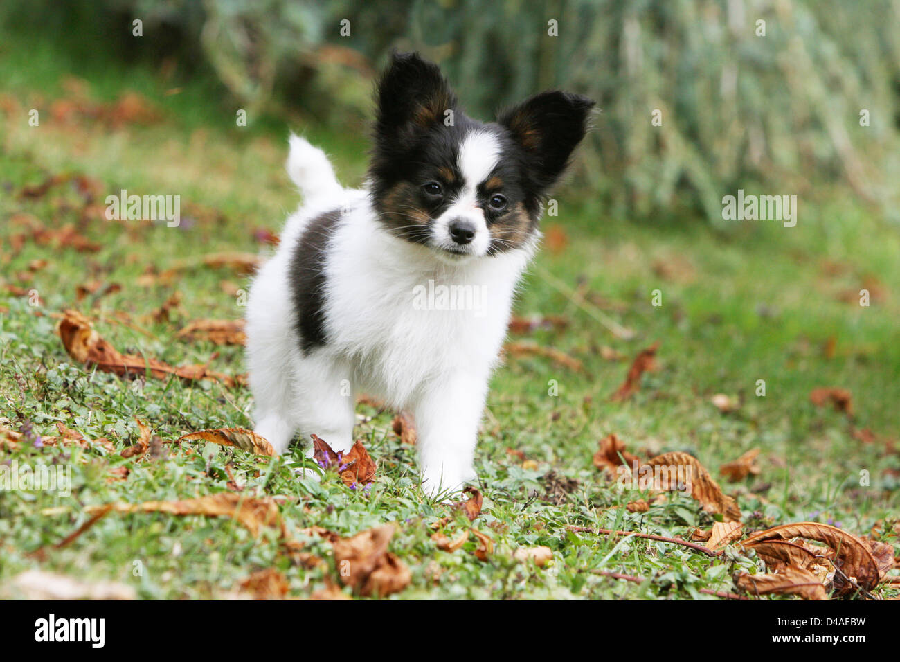 Dog Papillon / Continental Toy Spaniel Butterfly Dog  puppy standing in a park Stock Photo