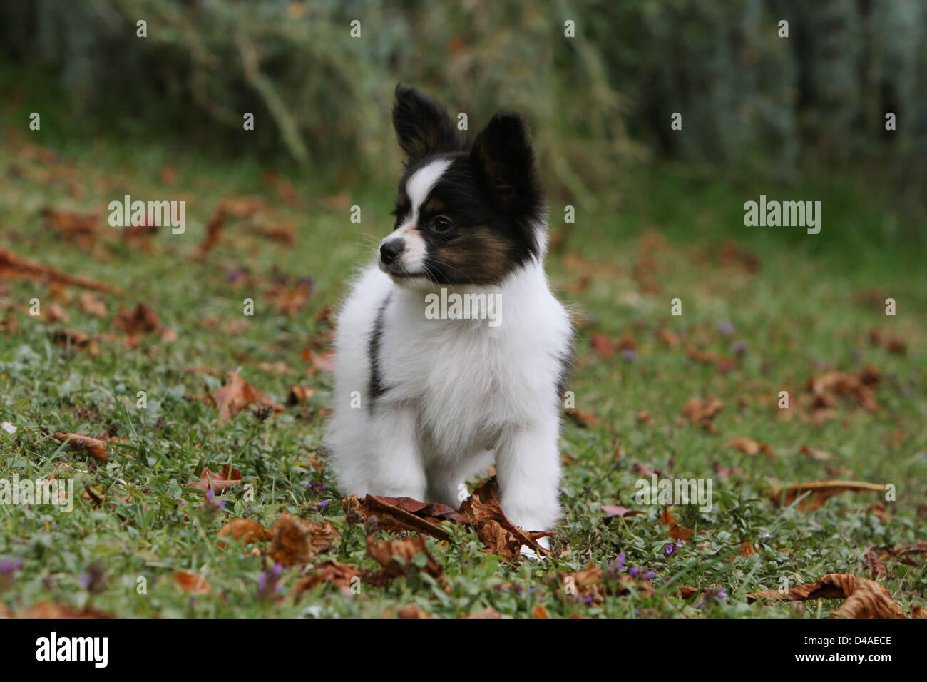 Dog Papillon / Continental Toy Spaniel Butterfly Dog  puppy standing in a park Stock Photo
