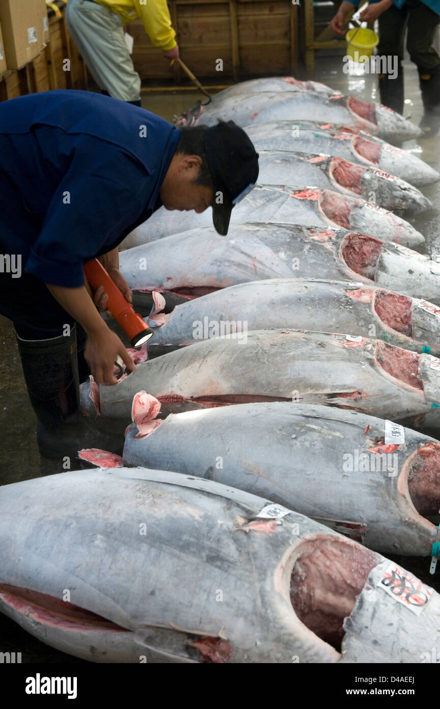 Potential fish buyer inspects tuna tail meat for quality at Tsukiji