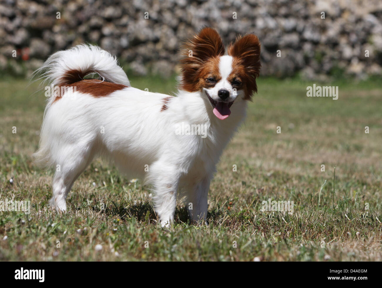 Dog Papillon / Continental Toy Spaniel Butterfly Dog adult standing in a  meadow Stock Photo - Alamy