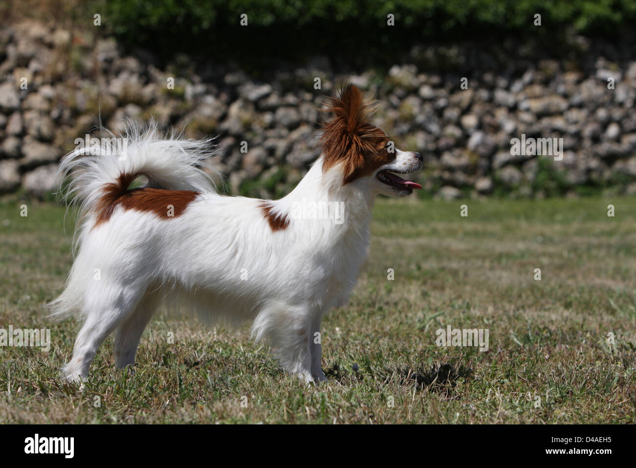 Dog Papillon / Continental Toy Spaniel Butterfly Dog adult standing in a  meadow Stock Photo - Alamy