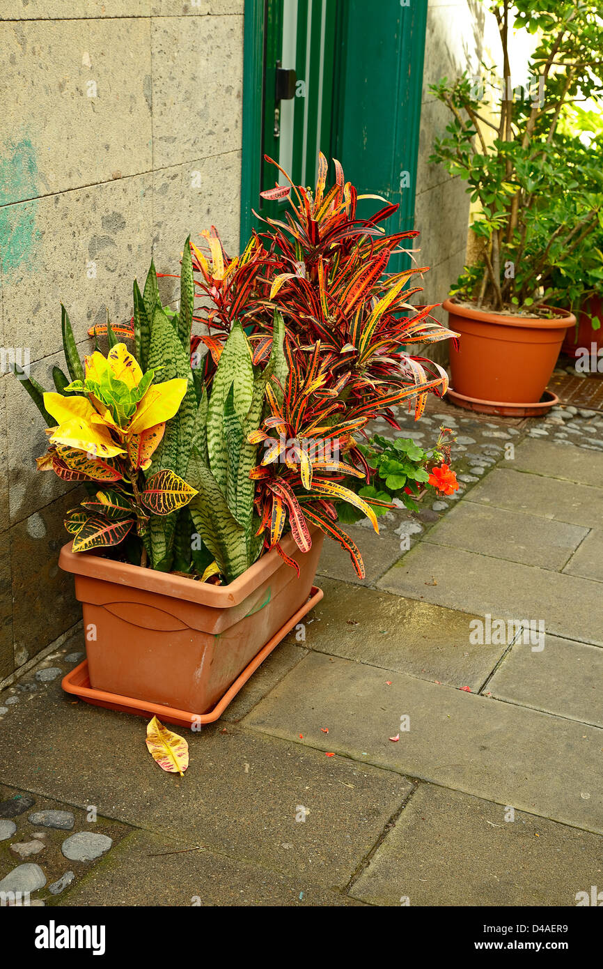 Croton plant in flowerpot Stock Photo