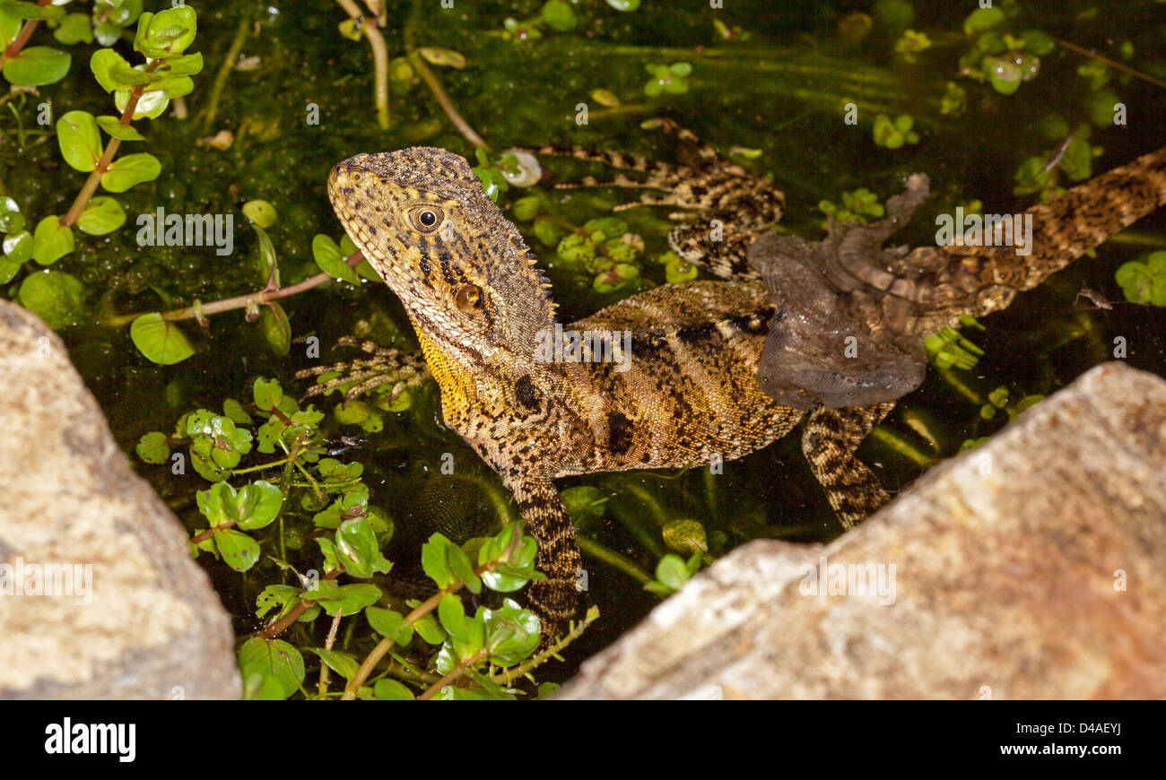 Young eastern water dragon lizard resting among aquatic plants in water of garden pond and shedding its skin Stock Photo