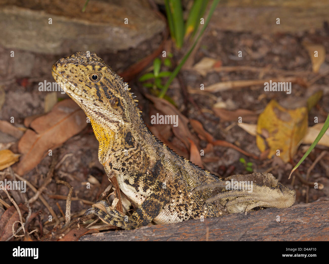 Young Australian eastern water dragon lizard among rocks and fallen leaves in bushland Stock Photo