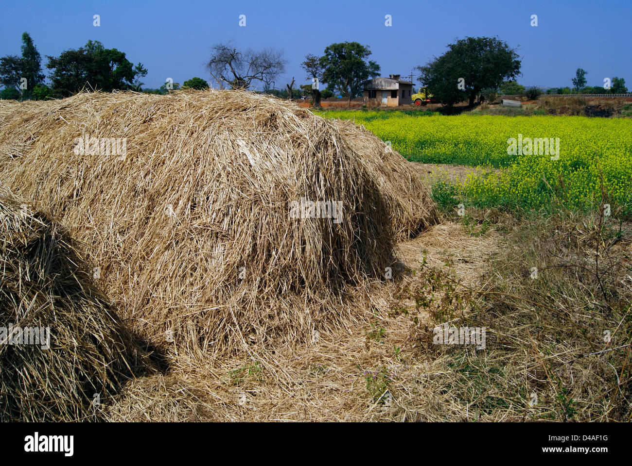 Straw Bales Bundles arranged near the Flower Fields of Karnataka India Stock Photo