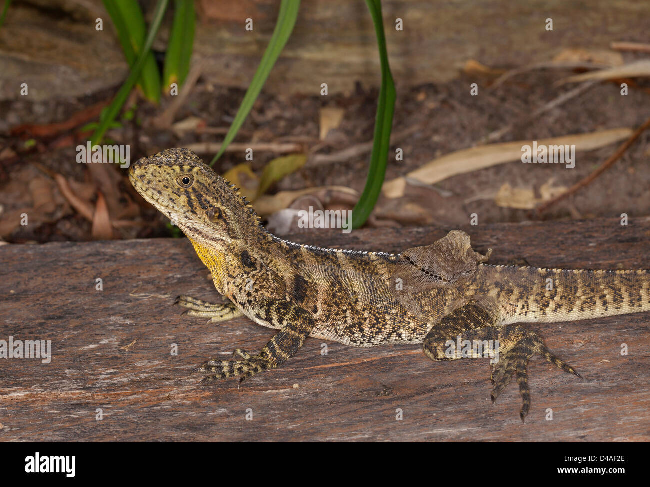 Young Australian eastern water dragon lizard on a log shedding its skin - shot in the wild Stock Photo