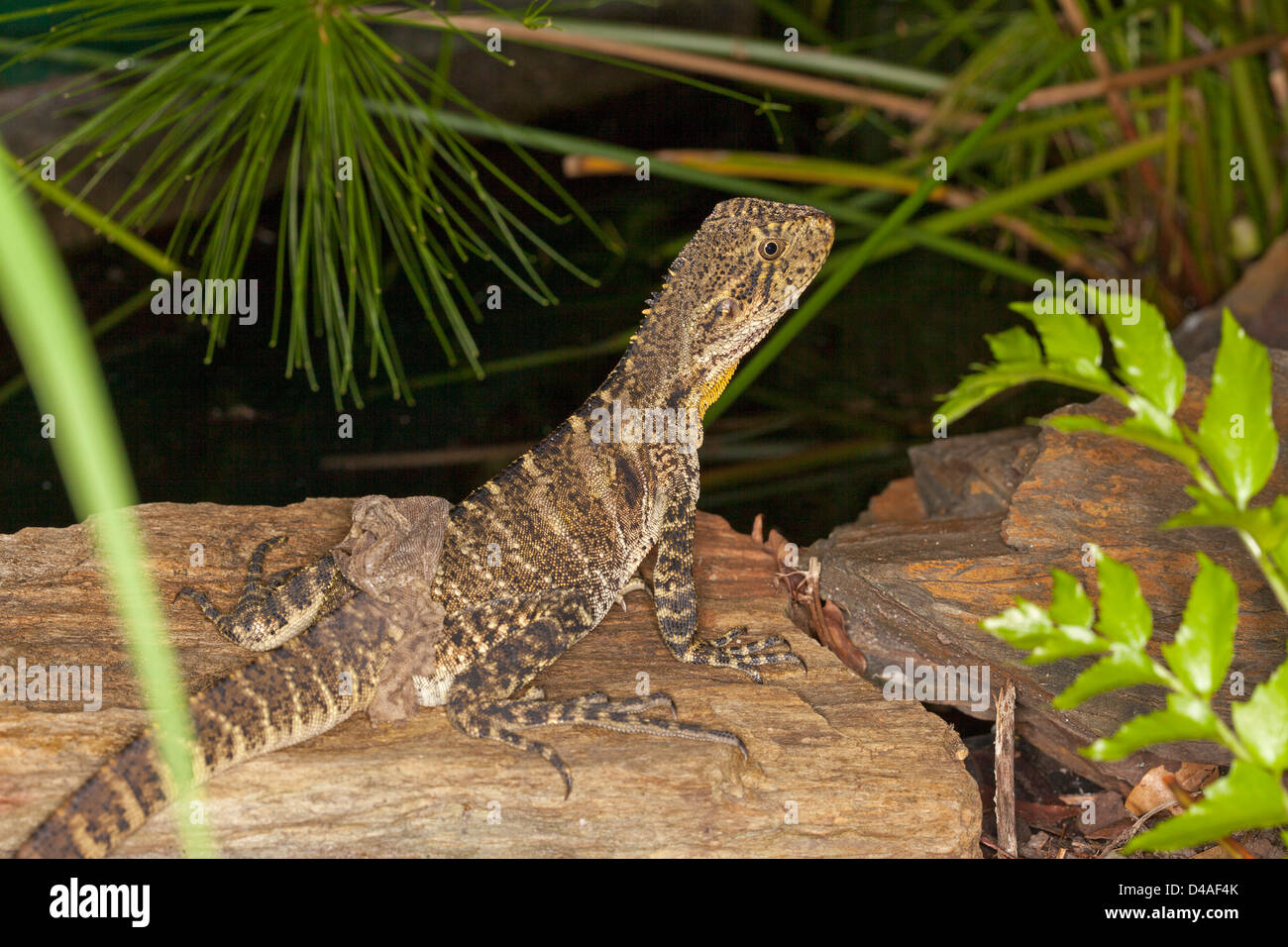 Young Australian eastern water dragon lizard shedding its skin on rock beside pond - shot in the wild Stock Photo