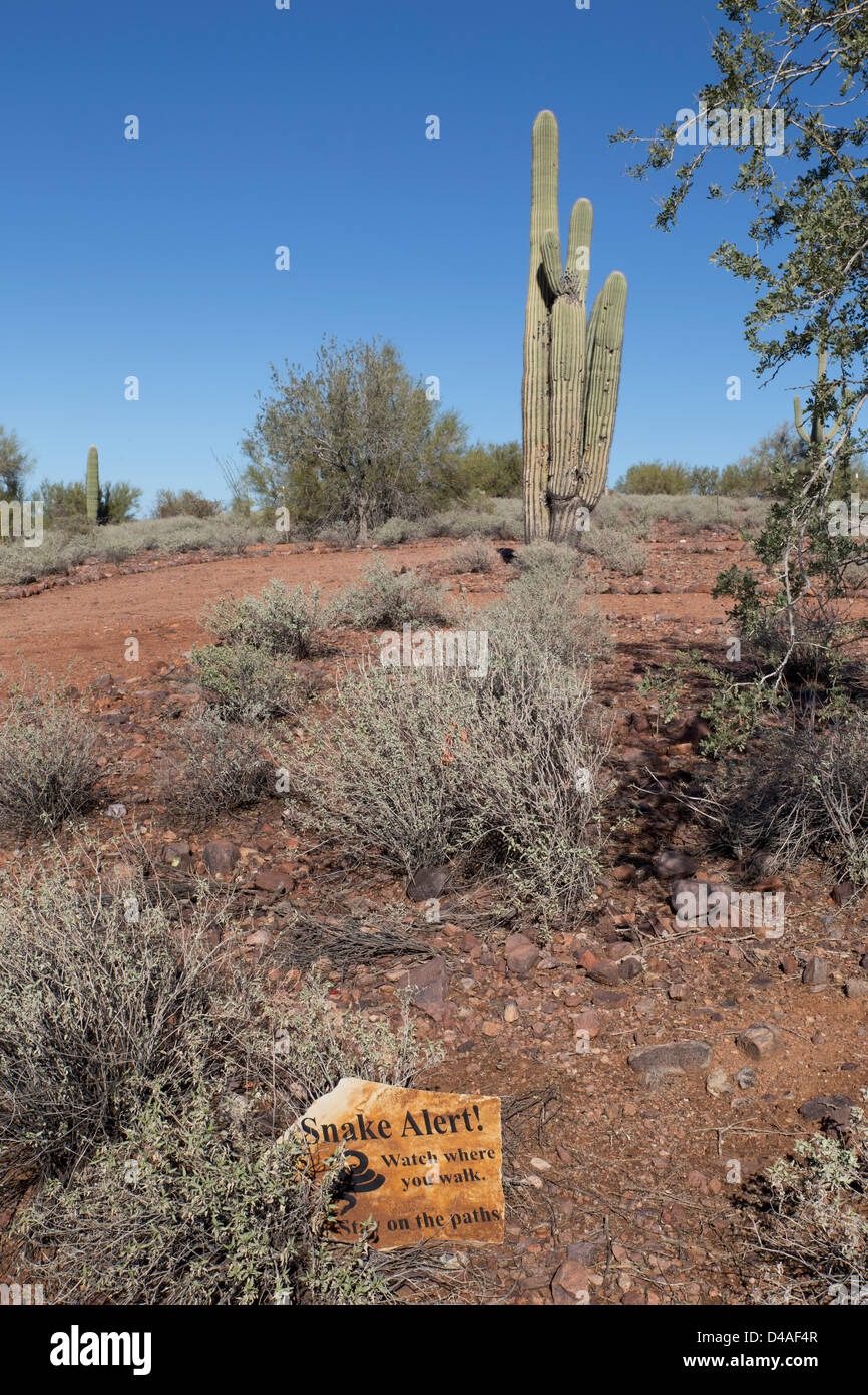 A cactus with a rattle snake alert sign in front, taken at Goldfield Ghost town in Arizona, USA Stock Photo