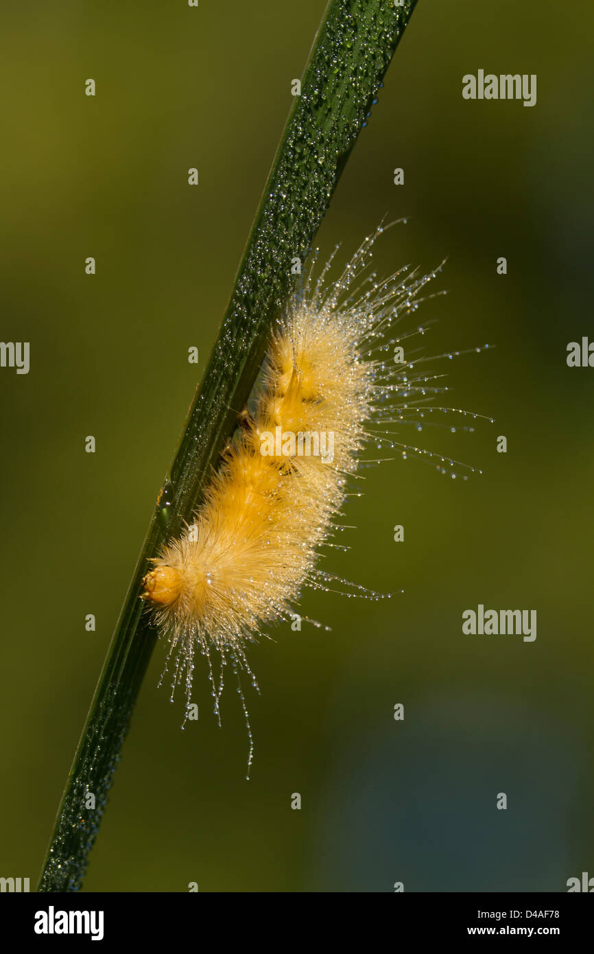 Hairy caterpillar on leaf in hi-res stock photography and images - Alamy