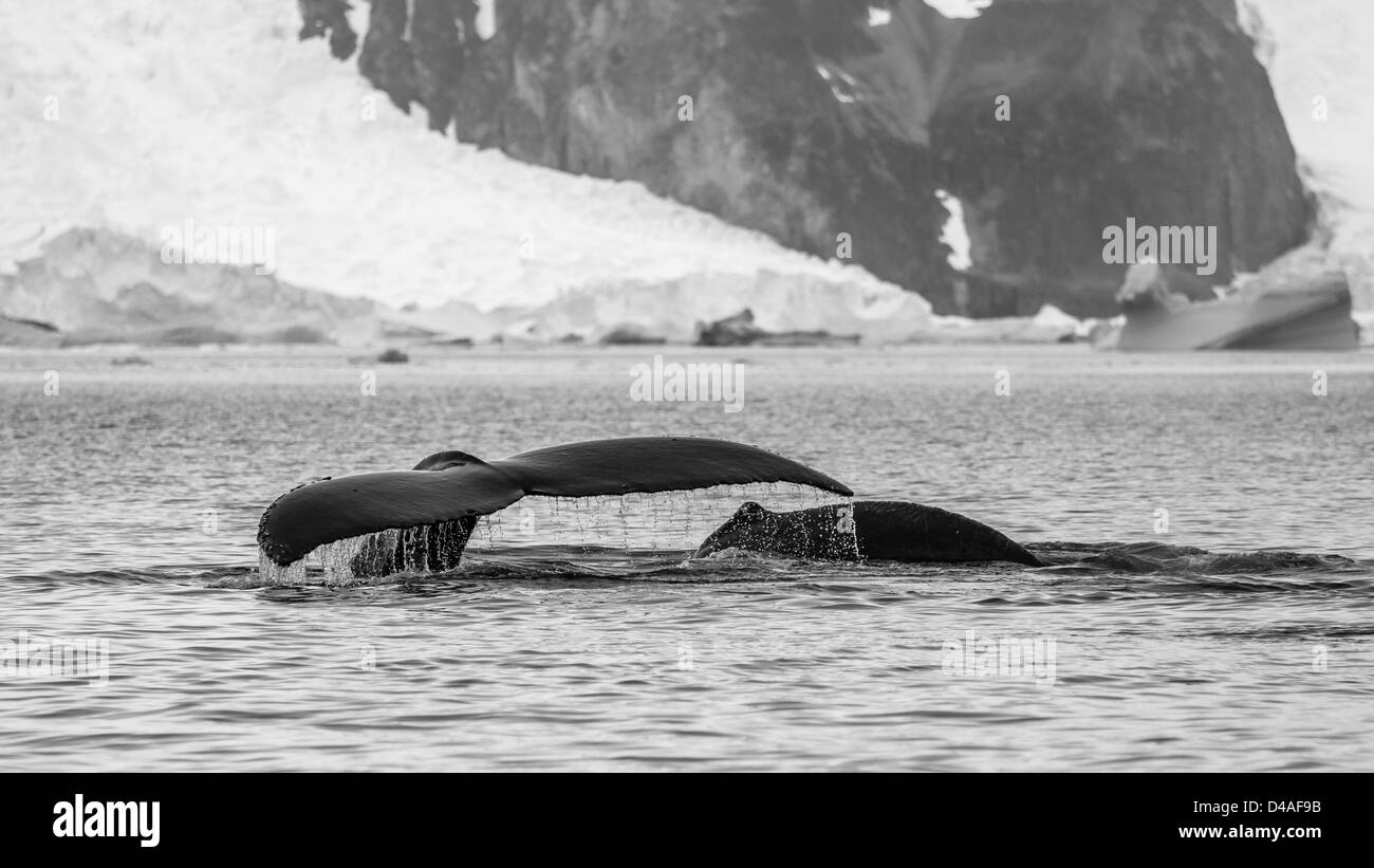 Humpback whale fluke & second humpback whale, Antarctica Stock Photo